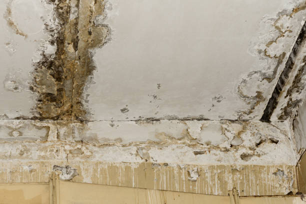 Best Residential Mold Inspection & Testing  in Gasport, NY